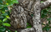 camouflaged_owls_01.jpg