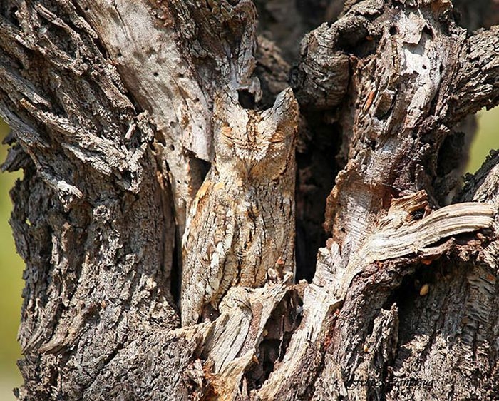 camouflaged_owls_02.jpg