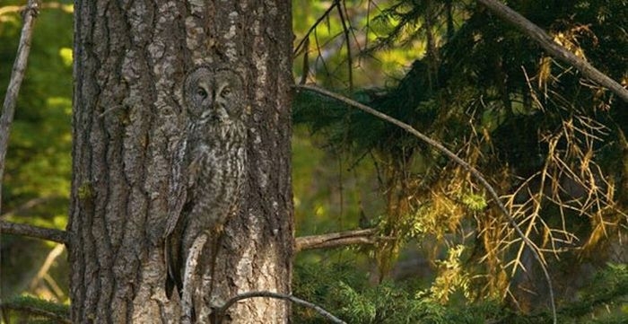 camouflaged_owls_14.jpg