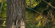 camouflaged_owls_14.jpg