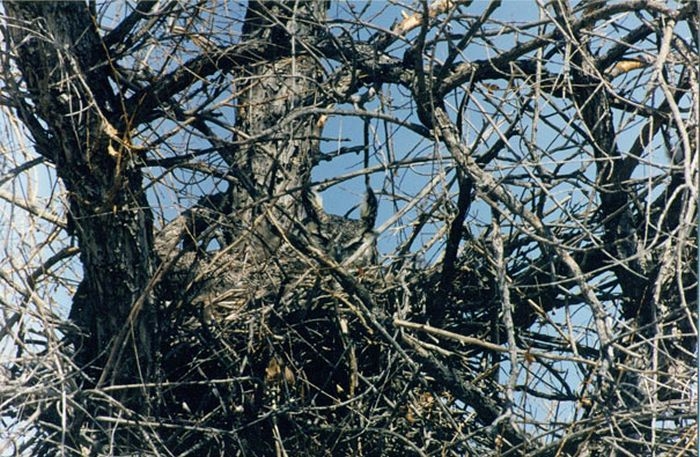 camouflaged_owls_08.jpg