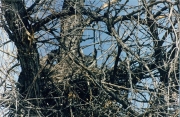 camouflaged_owls_08.jpg