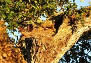 camouflaged_owls_20.jpg