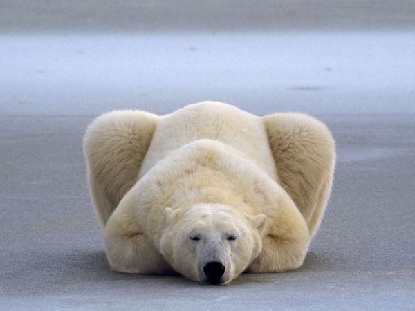 polar-bear-rest_26514_600x450.jpg