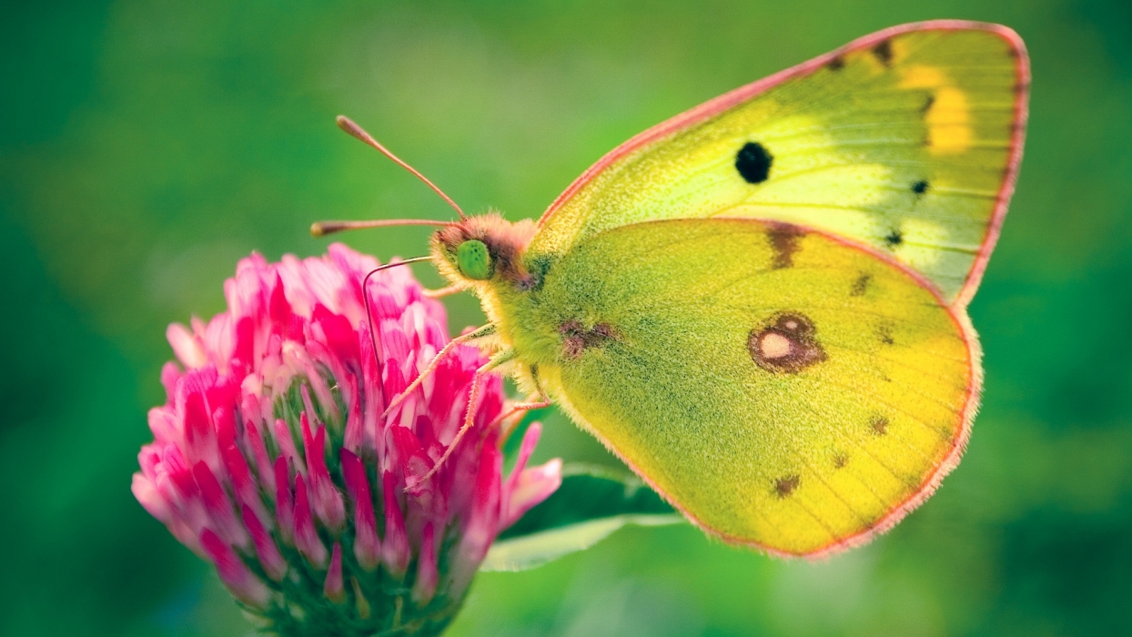 colias_hyale_butterfly-1920x1080.jpg