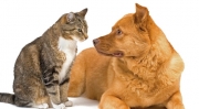 we-help-rehome-cats-and-dogs.jpg