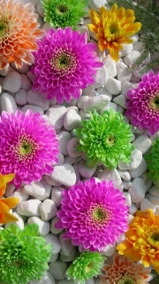 flower-colors-other.jpg