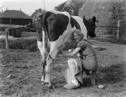 cow milking by hand.standard 460x345.jpg