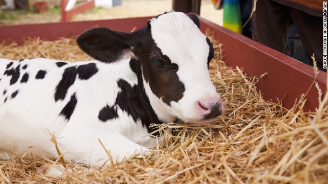 121001062038-cow-calf-hay-milk-story-top.jpg