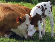 Cow-and-calf.jpg