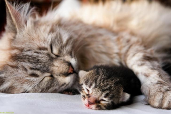 Mommy-Baby-Cat-Sleep-Fluffy-Cute-Animal-485x728.jpg