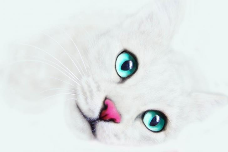 White-Cat-Background-485x728.jpg