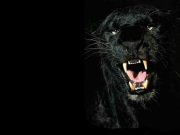 black-panther-1-isrd4gb3ra-1024x768.jpg