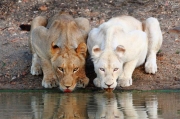 cute-lions-wallpaper.jpg