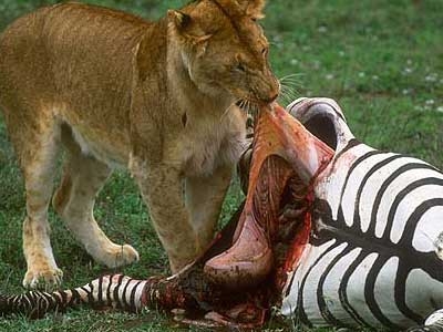 lion-eating-meat.jpg