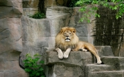 the-male-lion-all-about-lions-7875263-1280-800.jpg
