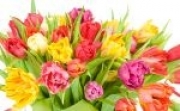 tulips_flower_2_20100823_1387877364.jpg