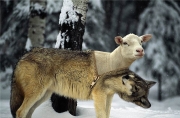 گرگ و گوسفند.jpg