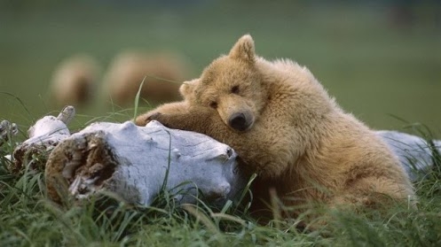 Log-Snuggle-632x355.jpg