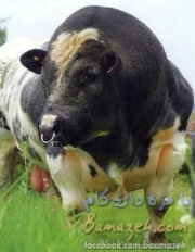 world-giant-animal-mutant-cow2.jpg