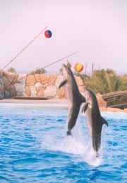 DolphinShow01.jpg