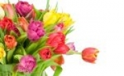 flower_wallpaper_tulips_18_20100823_1152950681.jpg