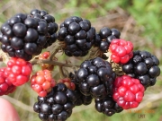 Blackberry-fruit.jpg