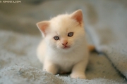 _DSC2280-cute white kitten