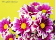 گل-های-خوشگل.jpg