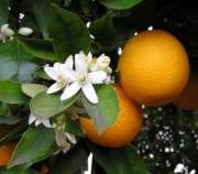 Orange_Terpene_D_limonene-300x264.jpg