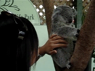 funny-koala-bear-likes-rubbing-its-belly.gif