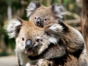 koala-mother-baby_19891_990x742.jpg