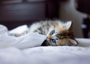 Cutest-Little-Kitten-1.jpg