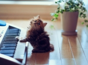 Cutest-Little-Kitten-4.jpg