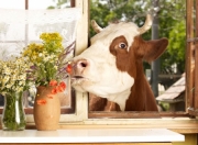 cow(1).jpg