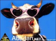 cow_glasses-Abadan-Iran.jpg