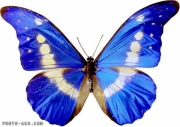 blue-butterfly_0.jpg