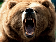bear_yell_danger.jpg