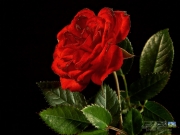 red_roze_image.jpg