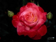 rose-beautiful-flowers.jpg