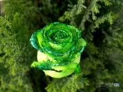green_rose_flower.jpg