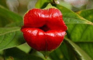 the-rare-flower-like-human-lips-1-300x194.jpg