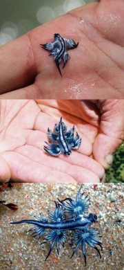 اژدهای کوچک دریایی.jpg