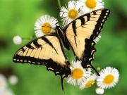 1_butterfly.jpg