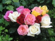 1_Roses_01.jpg