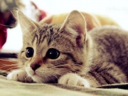 cute-catf.jpg
