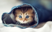 Cute-Cat-in-Pent-HD-Background.jpg