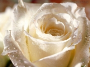 big-white-rose.jpg