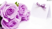 Lilac-Roses.jpg