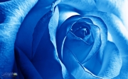 blue_roze_flower_image.jpg